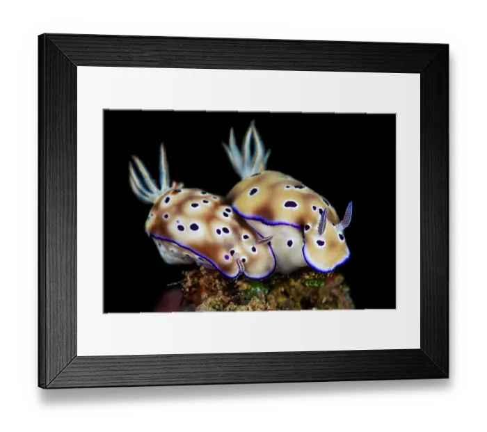 Framed Print : Two Nudibranchs (Hypselodoris tryoni) moving across the seabed, Bitung, North Sulawesi, Indonesia, Lembeh Strait, Molucca Sea Framed Print : Two Nudibranchs (Hypselodoris tryoni) moving across the seabed, Bitung, North Sulawesi, Indonesia, Lembeh Strait, Molucca Sea