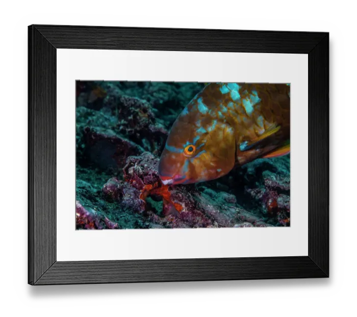 Framed Print : Bluebarred parrotfish (Scarus ghobban) foraging, Darwin Island, Galapagos Islands, Pacific Ocean Framed Print : Bluebarred parrotfish (Scarus ghobban) foraging, Darwin Island, Galapagos Islands, Pacific Ocean