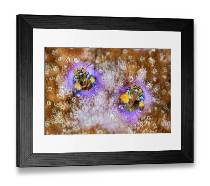 Framed Print : Coral hermit crabs (Paguritta sp.) pair, peering out from their holes in a coral reef, Bitung, North Sulawesi, Indonesia, Lembeh Strait, Molucca Sea