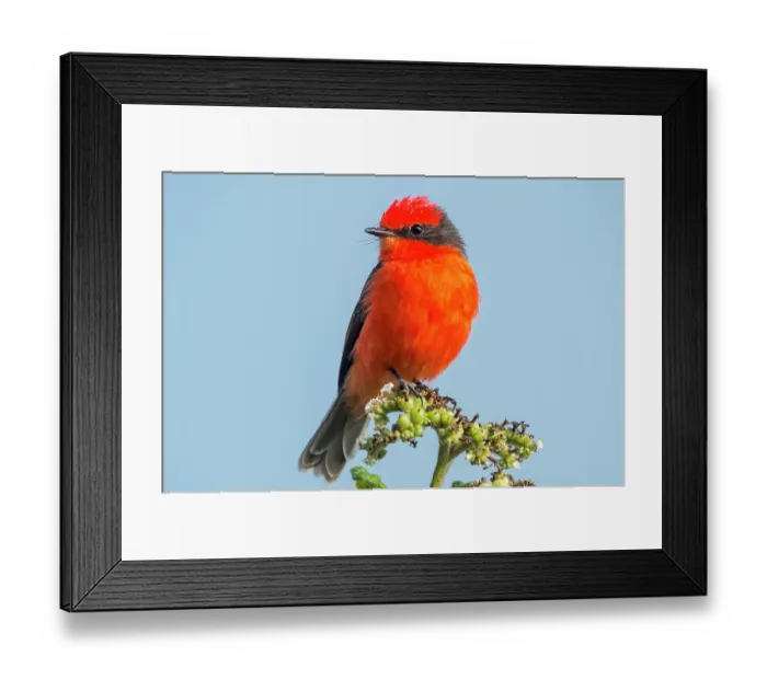 Framed Print : Little vermillion flycatcher (Pyrocephalus nanus) portrait, Alcedo Volcano, Isabela Island, Galapagos Islands. July Framed Print : Little vermillion flycatcher (Pyrocephalus nanus) portrait, Alcedo Volcano, Isabela Island, Galapagos Islands. July