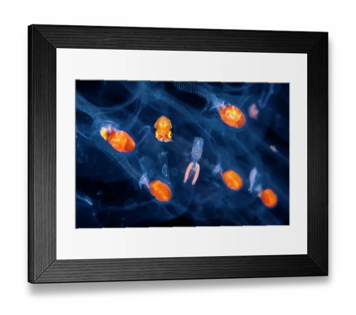 Framed Print : Brown paper nautilus (Argonauta hians) male, sticking to the surface of a Salp (Salpidae), closely mimicking the orange nuclei of the salp chain Framed Print : Brown paper nautilus (Argonauta hians) male, sticking to the surface of a Salp (Salpidae), closely mimicking the orange nuclei of the salp chain