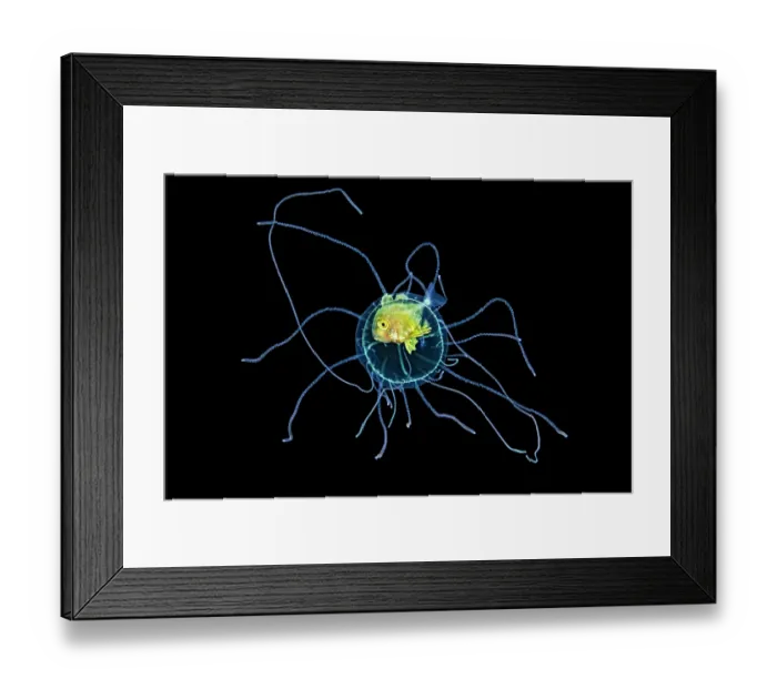 Framed Print : Jack (Carangidae) juvenile, sheltering in the bell of a jellyfish (unidentified), away from its stinging tentacles, Anilao, Batangas marine protected area, Luzon, Philippines Framed Print : Jack (Carangidae) juvenile, sheltering in the bell of a jellyfish (unidentified), away from its stinging tentacles, Anilao, Batangas marine protected area, Luzon, Philippines