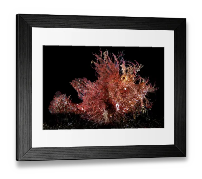 Framed Print : Weedy scorpionfish (Rhinopias frondosa) on the seabed at night, Anilao, Batangas marine protected area, Luzon, Philippines, Verde Island Passages, Pacific Ocean Framed Print : Weedy scorpionfish (Rhinopias frondosa) on the seabed at night, Anilao, Batangas marine protected area, Luzon, Philippines, Verde Island Passages, Pacific Ocean