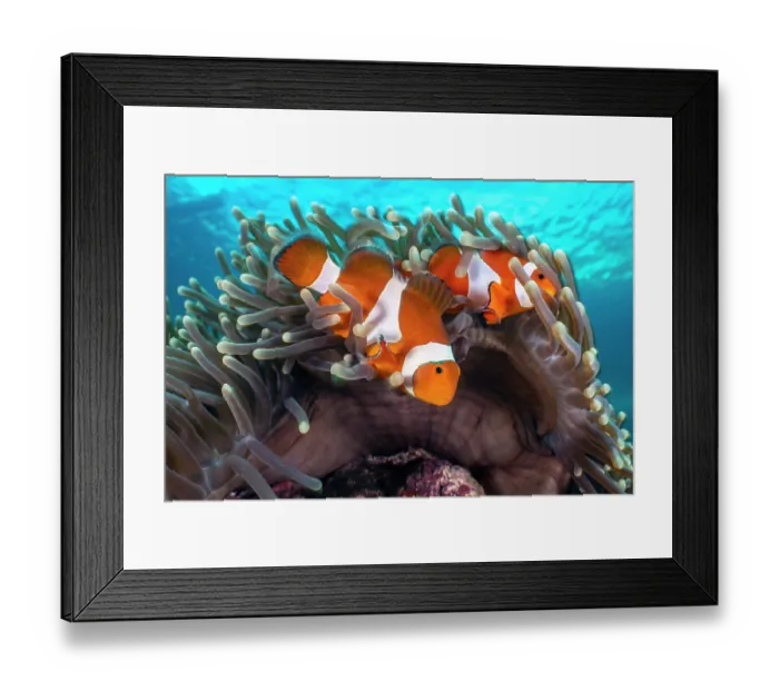 Framed Print : Clown anemonefish (Amphiprion ocellaris) pair, within their host Magnificent sea anemone (Heteractis magnifica) on a coral reef, Anilao, Batangas marine protected area, Luzon Framed Print : Clown anemonefish (Amphiprion ocellaris) pair, within their host Magnificent sea anemone (Heteractis magnifica) on a coral reef, Anilao, Batangas marine protected area, Luzon