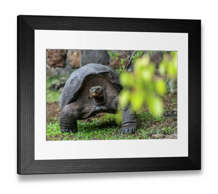 Framed Print : San Cristobal giant tortoise (Chelonoidis niger chathamensis) portrait, Galapaguera of Cerro Colorado breeding center, San Cristobal Island, Galapagos Islands. Captive. Endangered Framed Print : San Cristobal giant tortoise (Chelonoidis niger chathamensis) portrait, Galapaguera of Cerro Colorado breeding center, San Cristobal Island, Galapagos Islands. Captive. Endangered