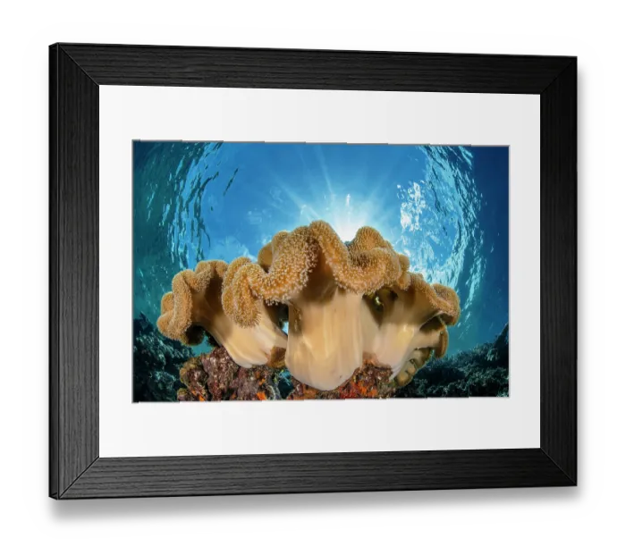 Framed Print : Leather corals (Sarcophyton sp.) with sun burst on a coral reef, Kimbe Bay, West New Britain, Papua New Guinea, Bismarck Sea, Pacific Ocean Framed Print : Leather corals (Sarcophyton sp.) with sun burst on a coral reef, Kimbe Bay, West New Britain, Papua New Guinea, Bismarck Sea, Pacific Ocean
