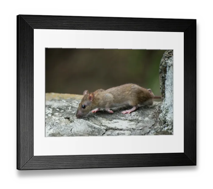 Framed Print : Brown rat / Norway rat (Rattus norvegicus) scurrying over stone wall, Santa Cruz Island, Galapagos Islands Framed Print : Brown rat / Norway rat (Rattus norvegicus) scurrying over stone wall, Santa Cruz Island, Galapagos Islands