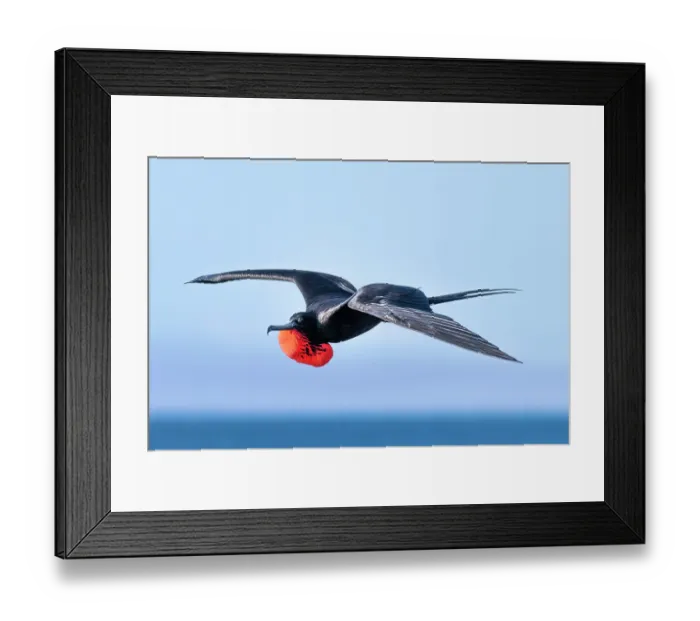 Framed Print : Magnificent frigatebird (Fregata magnificens) male in flight with gular sac inflated, North Seymour Island, Galapagos Islands Framed Print : Magnificent frigatebird (Fregata magnificens) male in flight with gular sac inflated, North Seymour Island, Galapagos Islands