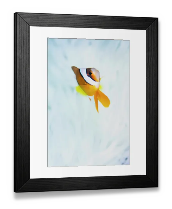 Framed Print : Clark's anemonefish (Amphiprion clarkii) swimming in front of its host Magnificent sea anemone (Heteractis magnifica) Framed Print : Clark's anemonefish (Amphiprion clarkii) swimming in front of its host Magnificent sea anemone (Heteractis magnifica)