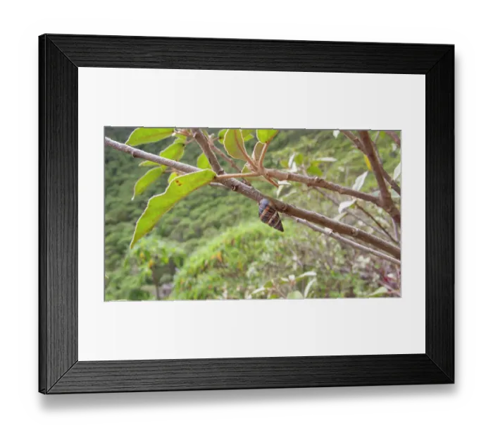 Framed Print : Bulimulid land snail (Naesiotus sp.) hanging from a branch, Floreana Island, Galapagos Islands. June Framed Print : Bulimulid land snail (Naesiotus sp.) hanging from a branch, Floreana Island, Galapagos Islands. June