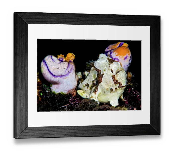 Framed Print : Warty frogfish (Antennarius maculatus) hiding between Royal seasquirts (Polycarpa aurata) on a coral reef, Bitung, North Sulawesi, Indonesia, Lembeh Strait, Molucca Sea Framed Print : Warty frogfish (Antennarius maculatus) hiding between Royal seasquirts (Polycarpa aurata) on a coral reef, Bitung, North Sulawesi, Indonesia, Lembeh Strait, Molucca Sea