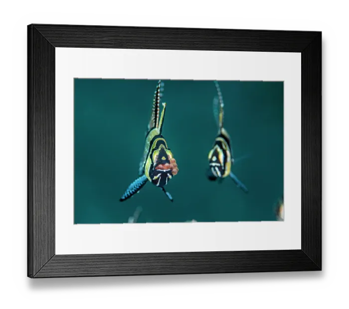 Framed Print : Banggai cardinalfish (Pterapogon kauderni) male, with freshly deposited eggs brooding in its mouth, with another Cardinal fish waiting to feed on any eggs that fall out, Bitung Framed Print : Banggai cardinalfish (Pterapogon kauderni) male, with freshly deposited eggs brooding in its mouth, with another Cardinal fish waiting to feed on any eggs that fall out, Bitung