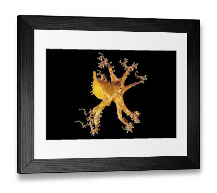 Framed Print : Blue-ringed octopus (Hapalochlaena lunulata) swimming just above the seabed at night, Bitung, North Sulawesi, Indonesia, Lembeh Strait, Molucca Sea