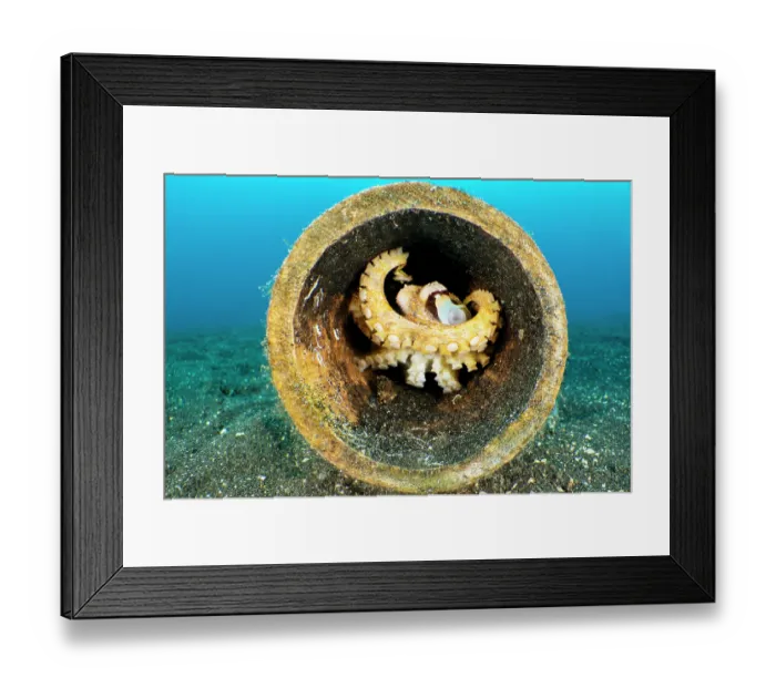 Framed Print : Poison ocellate octopus (Amphioctopus mototi) making its den inside a bamboo log on the seabed, Bitung, North Sulawesi, Indonesia, Lembeh Strait, Molucca Sea