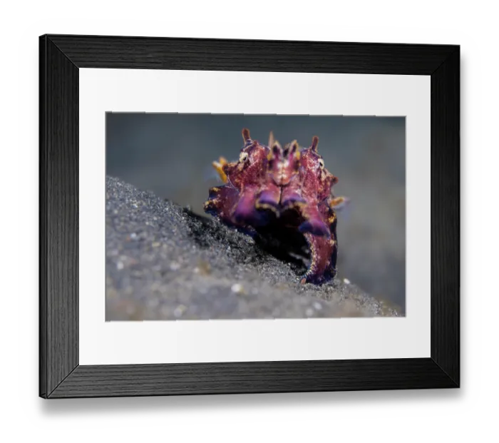 Framed Print : Flamboyant cuttlefish (Metasepia pfefferi) female, prowling the seabed hunting for food, Bitung, North Sulawesi, Indonesia, Lembeh Strait, Molucca Sea Framed Print : Flamboyant cuttlefish (Metasepia pfefferi) female, prowling the seabed hunting for food, Bitung, North Sulawesi, Indonesia, Lembeh Strait, Molucca Sea