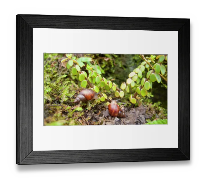 Framed Print : Three Bulimulid land snails (Naesiotus unifasciatus) resting on a rock, Floreana Island, Galapagos Islands. June Framed Print : Three Bulimulid land snails (Naesiotus unifasciatus) resting on a rock, Floreana Island, Galapagos Islands. June