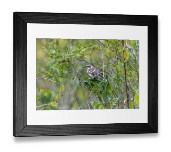 Framed Print : San Cristobal mockingbird (Mimus melanotis) perched in bush, San Cristobal Island, Galapagos Islands Framed Print : San Cristobal mockingbird (Mimus melanotis) perched in bush, San Cristobal Island, Galapagos Islands