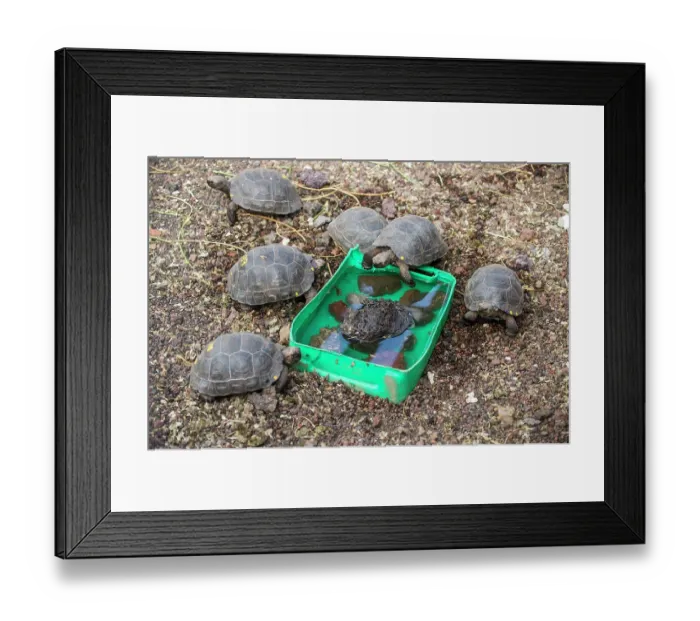 Framed Print : Group of Santiago giant tortoises (Chelonoidis darwini) gathered around drinking bowl, National Park Breeding Center, Santa Cruz Island, Galapagos Islands. Critically endangered Framed Print : Group of Santiago giant tortoises (Chelonoidis darwini) gathered around drinking bowl, National Park Breeding Center, Santa Cruz Island, Galapagos Islands. Critically endangered