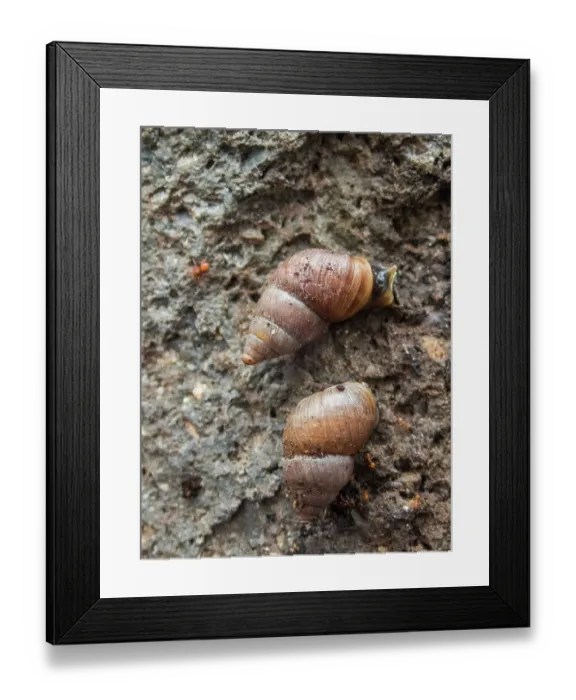 Framed Print : Two Pinzon land snails (Naesiotus pinzonensis) portrait, Pinzon Island, Galapagos Islands Framed Print : Two Pinzon land snails (Naesiotus pinzonensis) portrait, Pinzon Island, Galapagos Islands