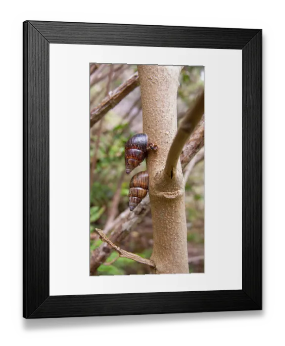 Framed Print : Two Bulimulid land snails (Naesiotus sp.) on tree trunk, Floreana Island, Galapagos Islands. June Framed Print : Two Bulimulid land snails (Naesiotus sp.) on tree trunk, Floreana Island, Galapagos Islands. June