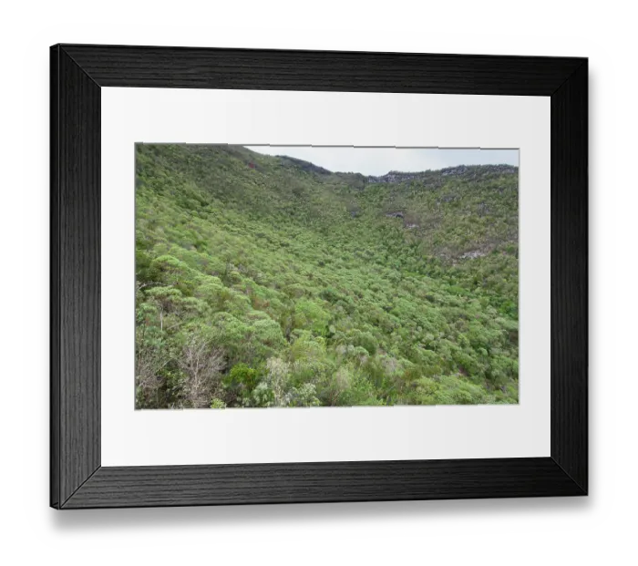 Framed Print : Remnants of endemic Scalesia forest near Cerro Paja dormant volcano, Floreana Island, Galapagos Islands. June, 2009 Framed Print : Remnants of endemic Scalesia forest near Cerro Paja dormant volcano, Floreana Island, Galapagos Islands. June, 2009