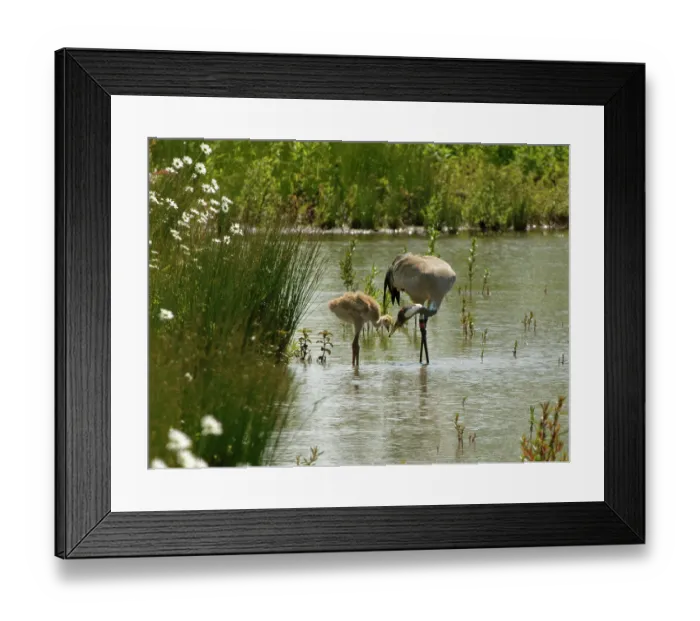 Framed Print : Eurasian crane (Grus grus) offering aquatic invertebrate prey it has just caught to chick, standing in a marshland pool, Slimbridge, Gloucestershire, UK. June Framed Print : Eurasian crane (Grus grus) offering aquatic invertebrate prey it has just caught to chick, standing in a marshland pool, Slimbridge, Gloucestershire, UK. June