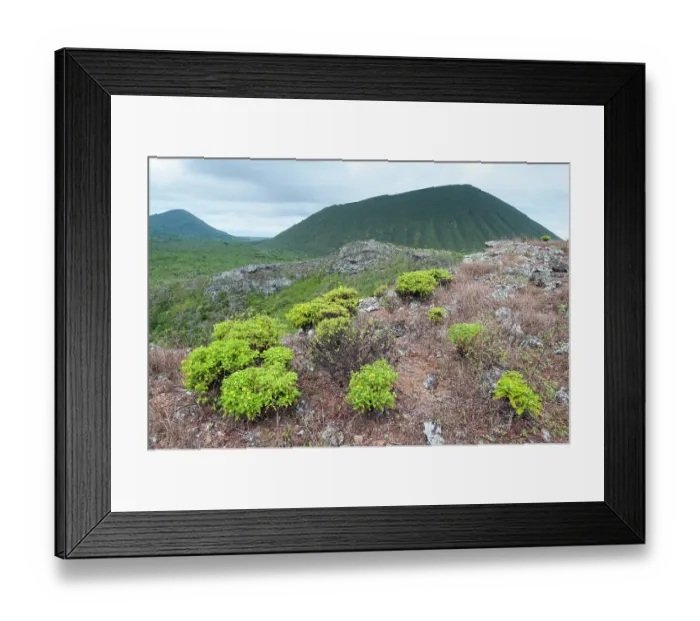 Framed Print : Endemic Lecocarpus (Lecocarpus lecocarpoides) growing on hillside of Cerro Alierri, with Cerro Paja dormant volcano in distance, Floreana Island, Galapagos islands. June Framed Print : Endemic Lecocarpus (Lecocarpus lecocarpoides) growing on hillside of Cerro Alierri, with Cerro Paja dormant volcano in distance, Floreana Island, Galapagos islands. June
