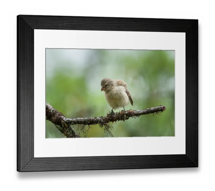 Framed Print : Medium tree finch (Camarhynchus pauper) perched on lichen-covered branch in Scalesia forest, Floreana Island, Galapagos Islands. June. Critically endangered Framed Print : Medium tree finch (Camarhynchus pauper) perched on lichen-covered branch in Scalesia forest, Floreana Island, Galapagos Islands. June. Critically endangered