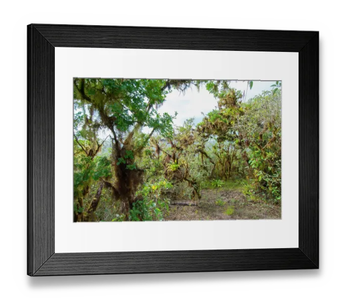 Framed Print : Air plants (Tillandsia insularis), endemic Bromeliad, growing on trees, Cerro Paja dormant volcano, Floreana Island, Galapagos Islands. June Framed Print : Air plants (Tillandsia insularis), endemic Bromeliad, growing on trees, Cerro Paja dormant volcano, Floreana Island, Galapagos Islands. June