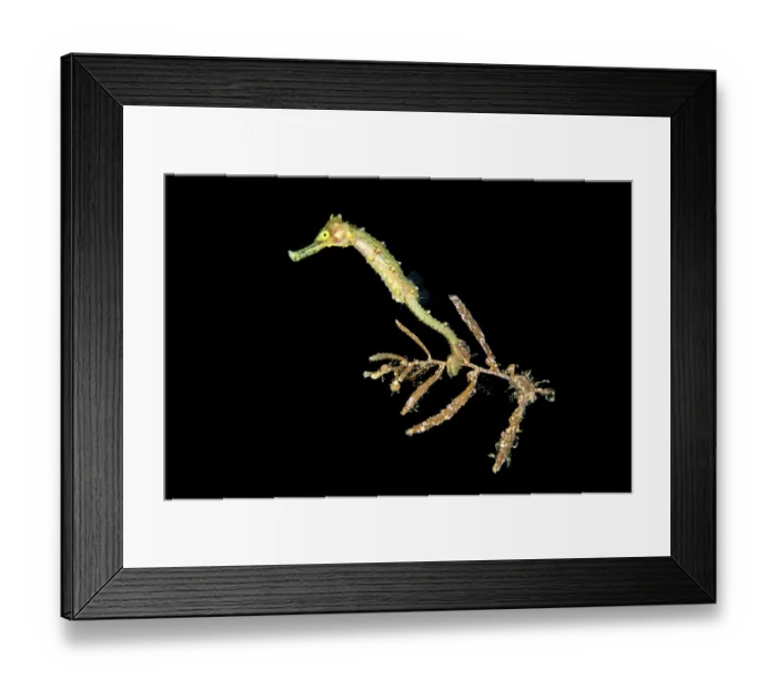 Framed Print : Seahorse (Hippocampus sp.) drifting in open water at night, attached to a small piece of seaweed, Anilao, Batangas marine protected area, Luzon, Philippines Framed Print : Seahorse (Hippocampus sp.) drifting in open water at night, attached to a small piece of seaweed, Anilao, Batangas marine protected area, Luzon, Philippines