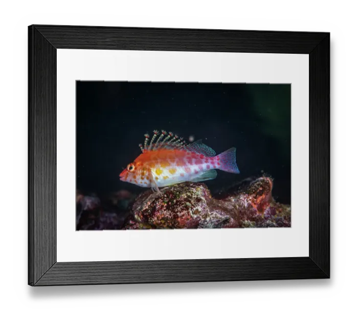Framed Print : Pixy hawkfish (Cirrhitichthys oxycephalus) portrait, Santiago Island, Galapagos Islands, pacific Ocean