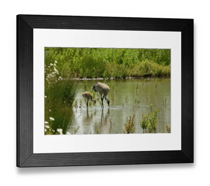 Framed Print : Eurasian crane (Grus grus) and chick foraging in a marshland pool, Slimbridge, Gloucestershire, UK. June Framed Print : Eurasian crane (Grus grus) and chick foraging in a marshland pool, Slimbridge, Gloucestershire, UK. June