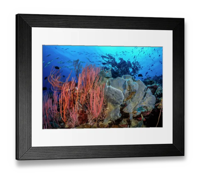 Framed Print : Red sea whips (Ellisella sp.) and blue, spikey Sponges (Callyspongia sp.) in front of a Sea fan (Annella sp.) with Fusiliers (Caesionidae) swimming above, Kimbe Bay Framed Print : Red sea whips (Ellisella sp.) and blue, spikey Sponges (Callyspongia sp.) in front of a Sea fan (Annella sp.) with Fusiliers (Caesionidae) swimming above, Kimbe Bay