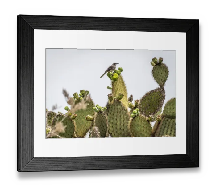 Framed Print : San Cristobal mockingbird (Mimus melanotis) perched on a cactus, San Cristobal Island, Galapagos Islands