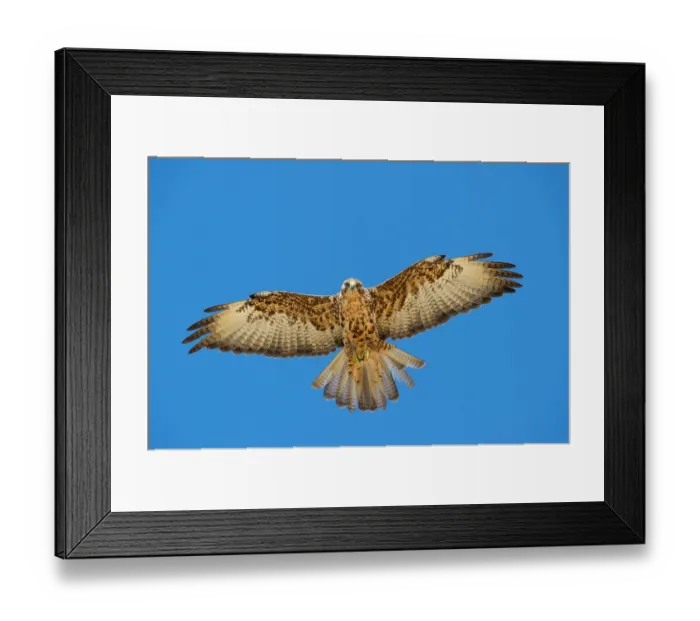 Framed Print : Galapagos hawk (Buteo galapagoensis) in flight against blue sky, Alcedo Volcano, Isabela Island, Galapagos Islands. July Framed Print : Galapagos hawk (Buteo galapagoensis) in flight against blue sky, Alcedo Volcano, Isabela Island, Galapagos Islands. July