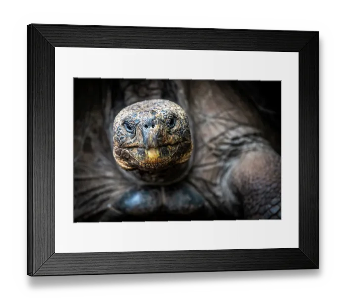 Framed Print : San Cristobal giant tortoise (Chelonoidis niger chathamensis) head portrait, Galapaguera of Cerro Colorado breeding center, San Cristobal Island, Galapagos Islands. Captive Framed Print : San Cristobal giant tortoise (Chelonoidis niger chathamensis) head portrait, Galapaguera of Cerro Colorado breeding center, San Cristobal Island, Galapagos Islands. Captive