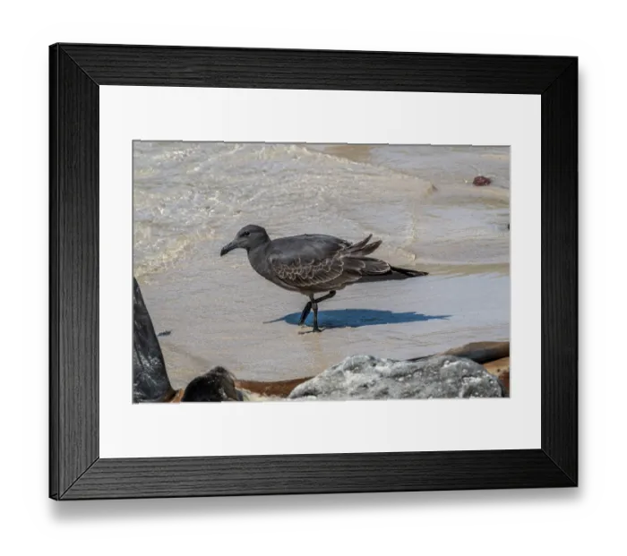 Framed Print : Lava gull (Leucophaeus fuliginosus) walking on the shore, San Cristobal Island, Galapagos Islands Framed Print : Lava gull (Leucophaeus fuliginosus) walking on the shore, San Cristobal Island, Galapagos Islands