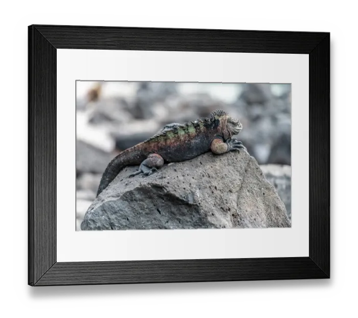 Framed Print : Galapagos marine iguana (Amblyrhynchus cristatus) resting on a rock, San Cristobal island, Galapagos Islands