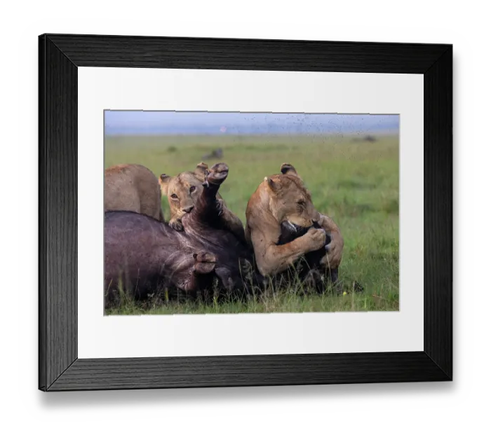 Framed Print : Three Lions (Panthera leo) female, attacking an African buffalo (Syncerus caffer) one using the kiss of death, axphyxiation by obstructing the muzzle and nostrils Framed Print : Three Lions (Panthera leo) female, attacking an African buffalo (Syncerus caffer) one using the kiss of death, axphyxiation by obstructing the muzzle and nostrils