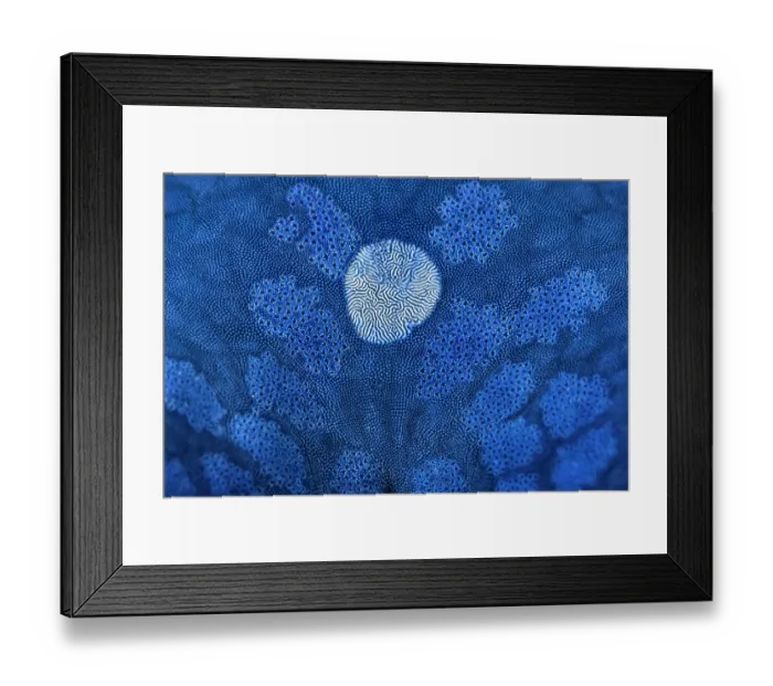 Framed Print : Detail of the surface of a Blue sea star (Linckia laevigata) showing the white madreporite, Lolobau Island, West New Britain, Papua New Guinea, Bismark Sea, Pacific Ocean Framed Print : Detail of the surface of a Blue sea star (Linckia laevigata) showing the white madreporite, Lolobau Island, West New Britain, Papua New Guinea, Bismark Sea, Pacific Ocean
