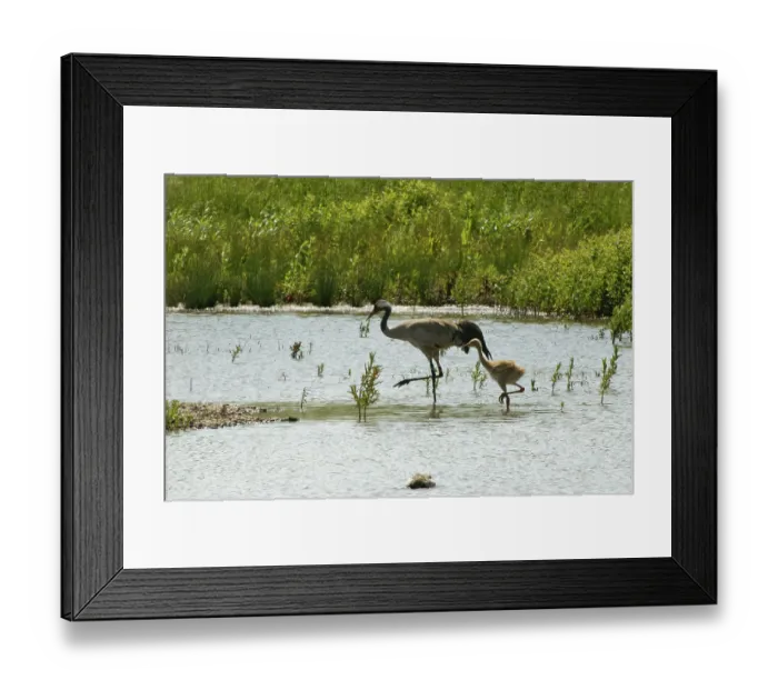 Framed Print : Eurasian crane (Grus grus) and chick wading in marshland pool, Slimbridge, Gloucestershire, UK. June Framed Print : Eurasian crane (Grus grus) and chick wading in marshland pool, Slimbridge, Gloucestershire, UK. June