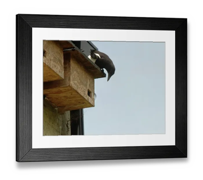 Framed Print : Magpie (Pica pica) a potential nest predator, perched on and peering into a nest box where a pair of Common swifts (Apus apus) have just begun nesting, Box, Wiltshire, UK. June Framed Print : Magpie (Pica pica) a potential nest predator, perched on and peering into a nest box where a pair of Common swifts (Apus apus) have just begun nesting, Box, Wiltshire, UK. June