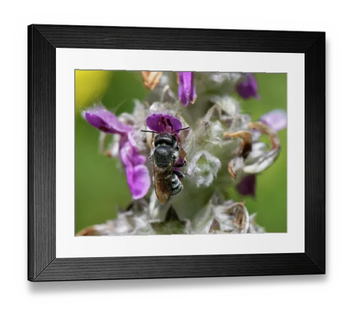 Framed Print : Blue mason bee (Osmia caerulescens) female, nectaring from a Lamb's ear (Stachys byzantina) flower in a garden flowerbed, Wiltshire, UK. July Framed Print : Blue mason bee (Osmia caerulescens) female, nectaring from a Lamb's ear (Stachys byzantina) flower in a garden flowerbed, Wiltshire, UK. July