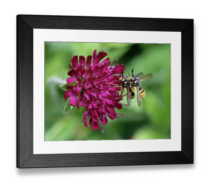 Framed Print : Yellow banded conops flies (Conops quadrifasciatus) pair, mating on a scabious flowerhead in a garden, Wiltshire, UK. July