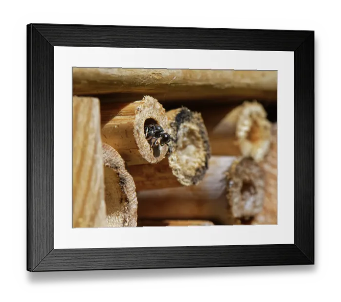 Framed Print : Square-headed wasp (Crossocerus cetratus) a fly-hunting crabronid wasp with flattened front legs, emerging from its nest in an insect hotel, Wiltshire, UK. July Framed Print : Square-headed wasp (Crossocerus cetratus) a fly-hunting crabronid wasp with flattened front legs, emerging from its nest in an insect hotel, Wiltshire, UK. July