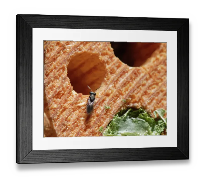 Framed Print : Chalcid wasp (Pteromalus sp.) a parasite of Leafcutter bees (Megachile sp.), inspecting host nest burrows in an insect hotel, Wiltshire garden, UK. July Framed Print : Chalcid wasp (Pteromalus sp.) a parasite of Leafcutter bees (Megachile sp.), inspecting host nest burrows in an insect hotel, Wiltshire garden, UK. July