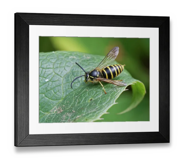 Framed Print : Social wasp (Dolichovespula sp.) male, grooming its front leg while resting on a leaf, Wiltshire garden, UK. July Framed Print : Social wasp (Dolichovespula sp.) male, grooming its front leg while resting on a leaf, Wiltshire garden, UK. July