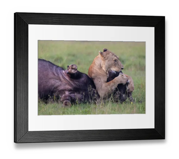 Framed Print : Lion (Panthera leo) female, attacking an African buffalo (Syncerus caffer) using the kiss of death, axphyxiation by obstructing the muzzle and nostrils Framed Print : Lion (Panthera leo) female, attacking an African buffalo (Syncerus caffer) using the kiss of death, axphyxiation by obstructing the muzzle and nostrils