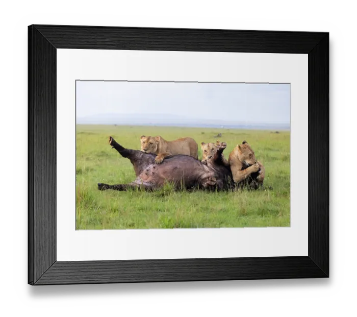 Framed Print : Three Lions (Panthera leo) female, attacking an African buffalo (Syncerus caffer) one using the kiss of death, axphyxiation by obstructing the muzzle and nostrils Framed Print : Three Lions (Panthera leo) female, attacking an African buffalo (Syncerus caffer) one using the kiss of death, axphyxiation by obstructing the muzzle and nostrils