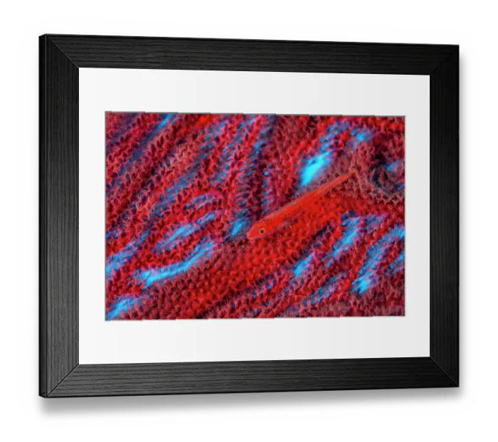 Framed Print : Common ghostgoby (Pleurosicya mossambica) camouflaged on a red Sea fan (Annella sp.) on a coral reef, Lolobau Island, New Britain, Papua New Guinea, Bismarck Sea, Pacific Ocean Framed Print : Common ghostgoby (Pleurosicya mossambica) camouflaged on a red Sea fan (Annella sp.) on a coral reef, Lolobau Island, New Britain, Papua New Guinea, Bismarck Sea, Pacific Ocean